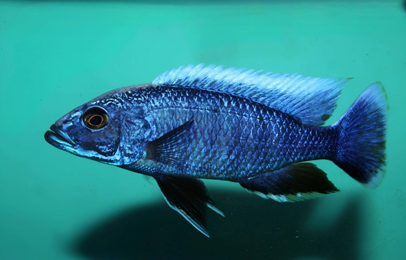 Sciaenochromis fryeri 'Jalo Reef'